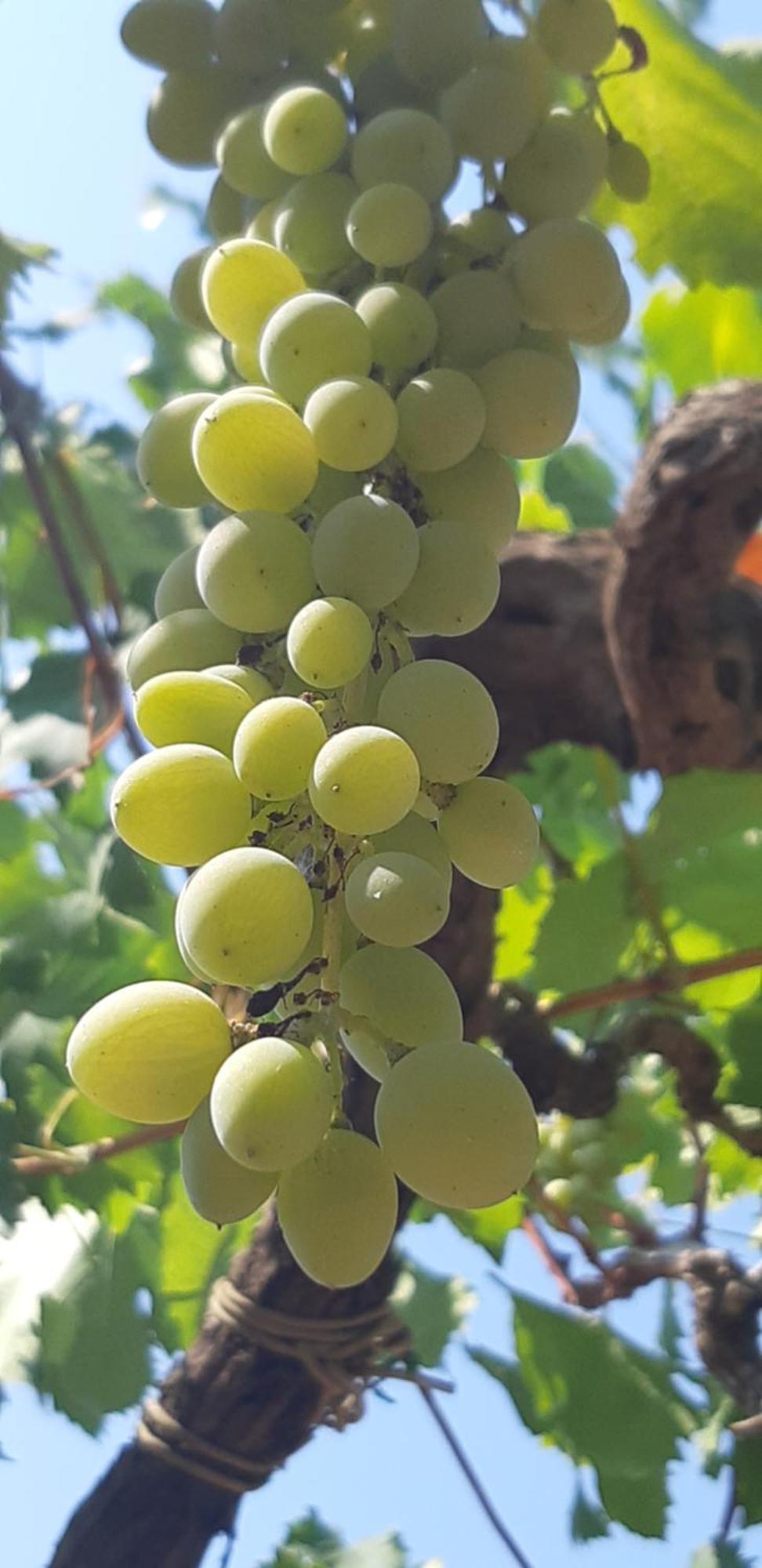 Valle D'Itria Trulli E Alcova Mikael Cisternino Zewnętrze zdjęcie