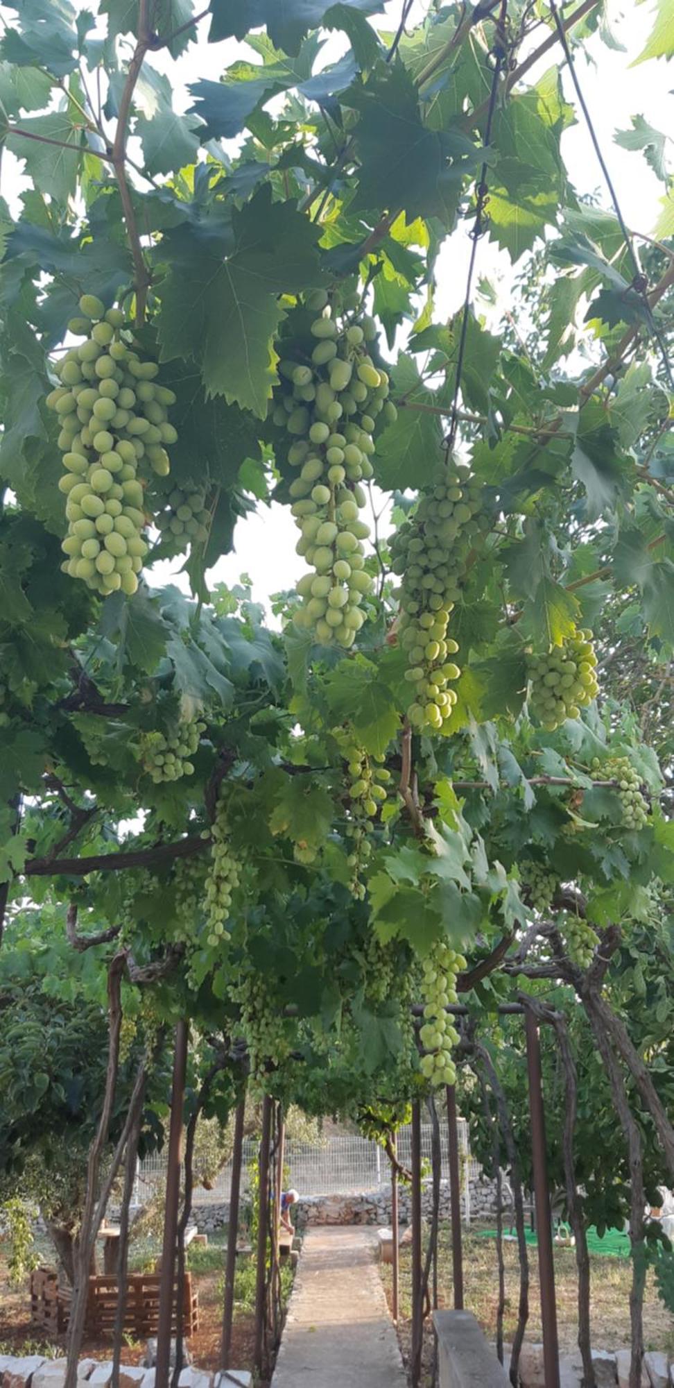 Valle D'Itria Trulli E Alcova Mikael Cisternino Zewnętrze zdjęcie
