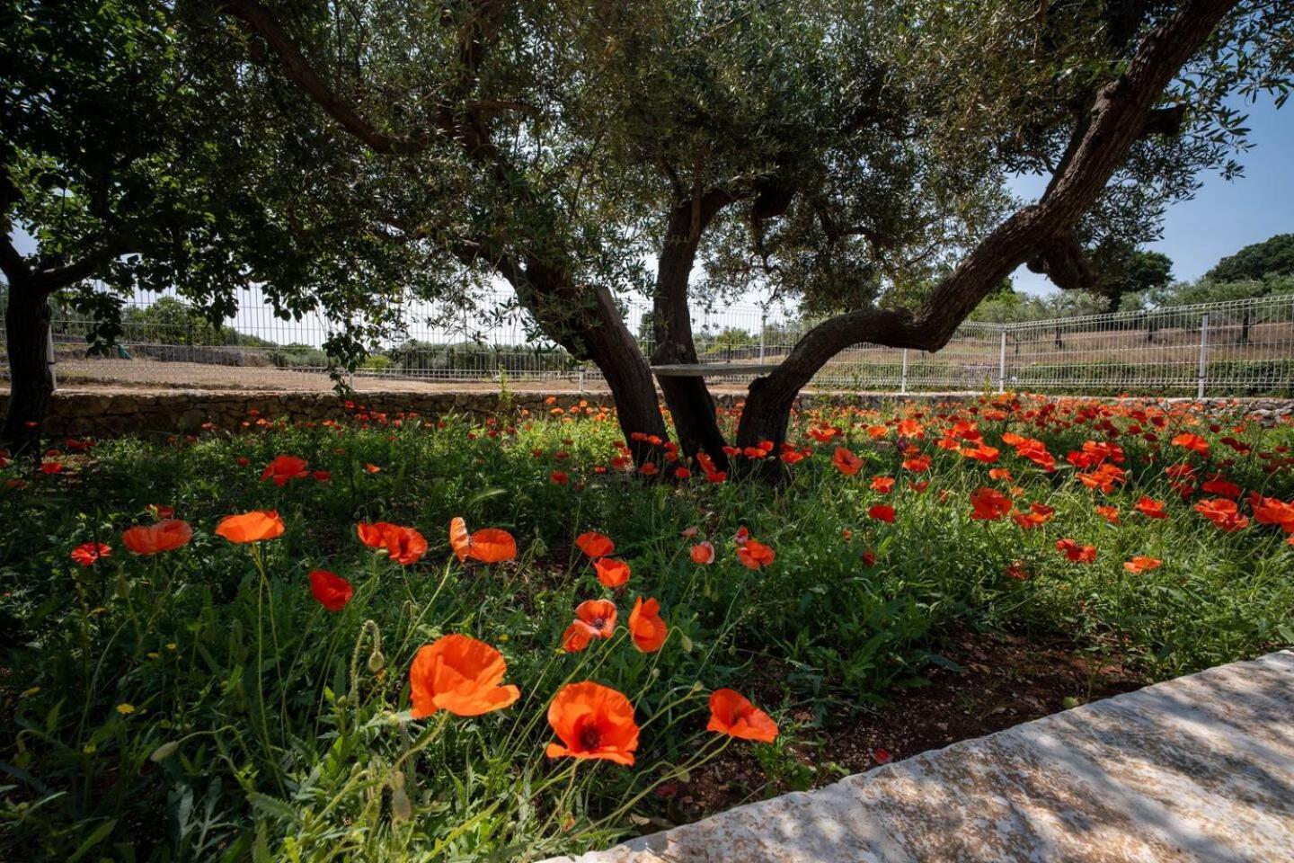 Valle D'Itria Trulli E Alcova Mikael Cisternino Zewnętrze zdjęcie
